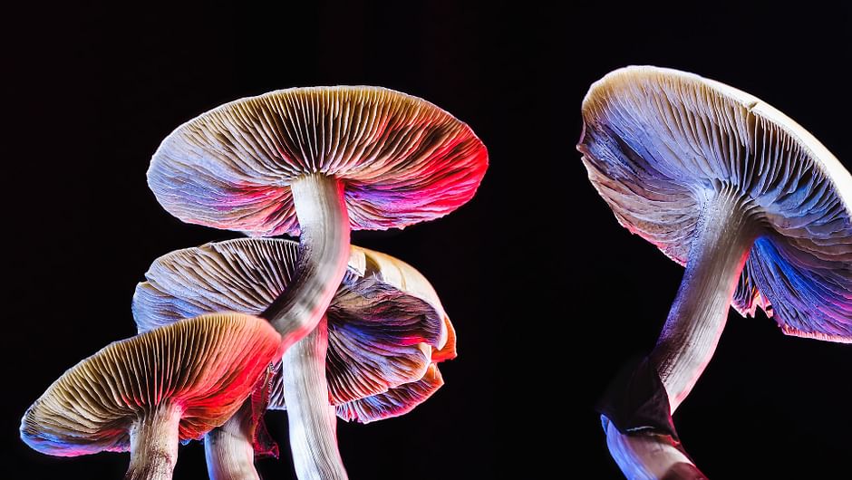Le business délirant des substances psychédéliques