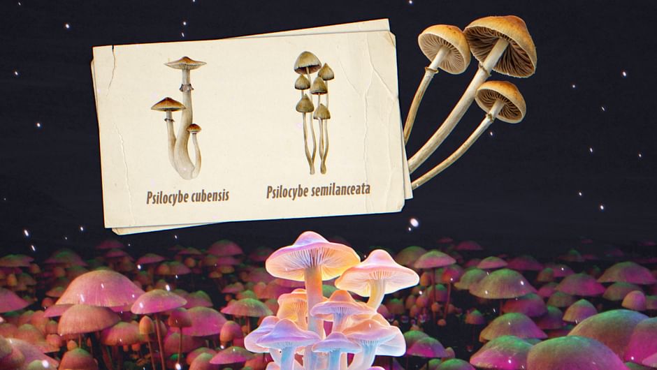 Champignons hallucinogènes — 28 Minutes Arte