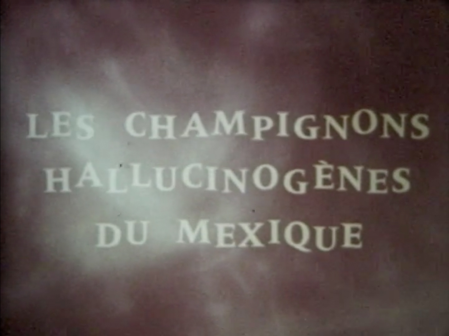 Les champignons hallucinogènes du Mexique
