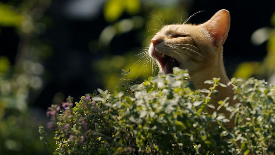 La défonce des animaux