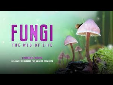 Fungi: Web of Life